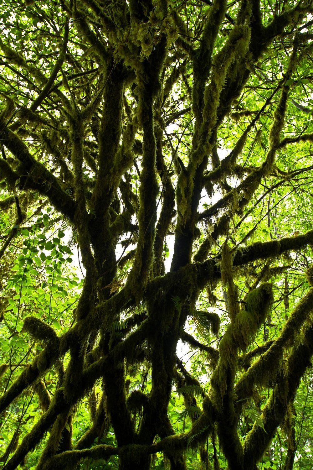 South Quinault Inventoried Roadless Area, 11,081 acres, Olympic National Forest